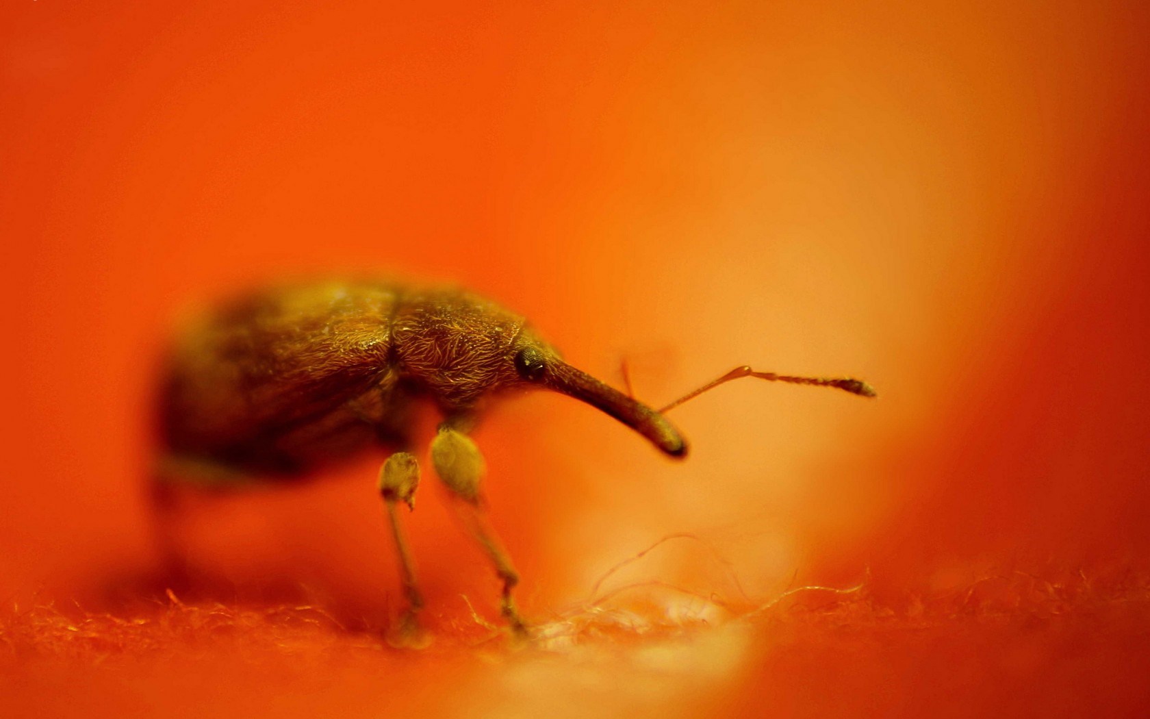 insect beetle weevil