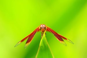 insect hd wallpaper
