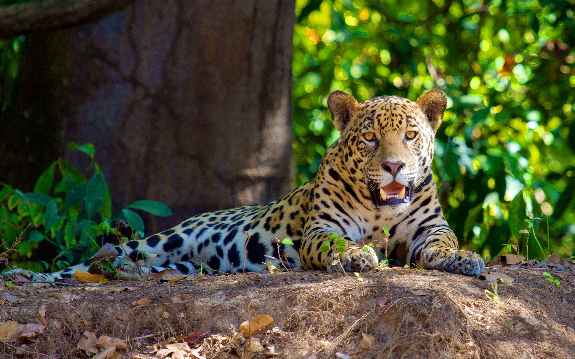 jaguar photos.