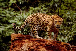 jaguar picture