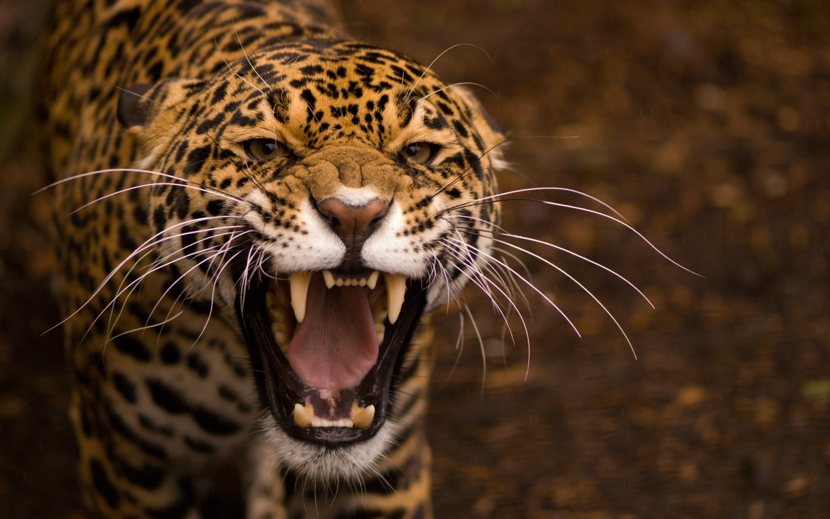 jaguar picture hd