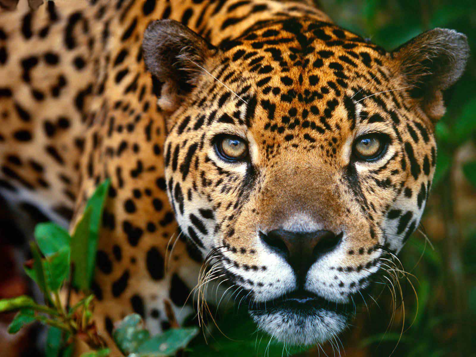 jaguar pictures