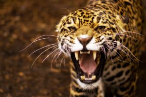 jaguar wallpaper angry