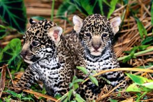 jaguar wallpaper cubs