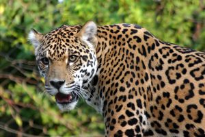 jaguar wallpaper download