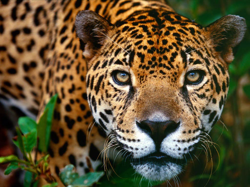 jaguar wallpaper nature