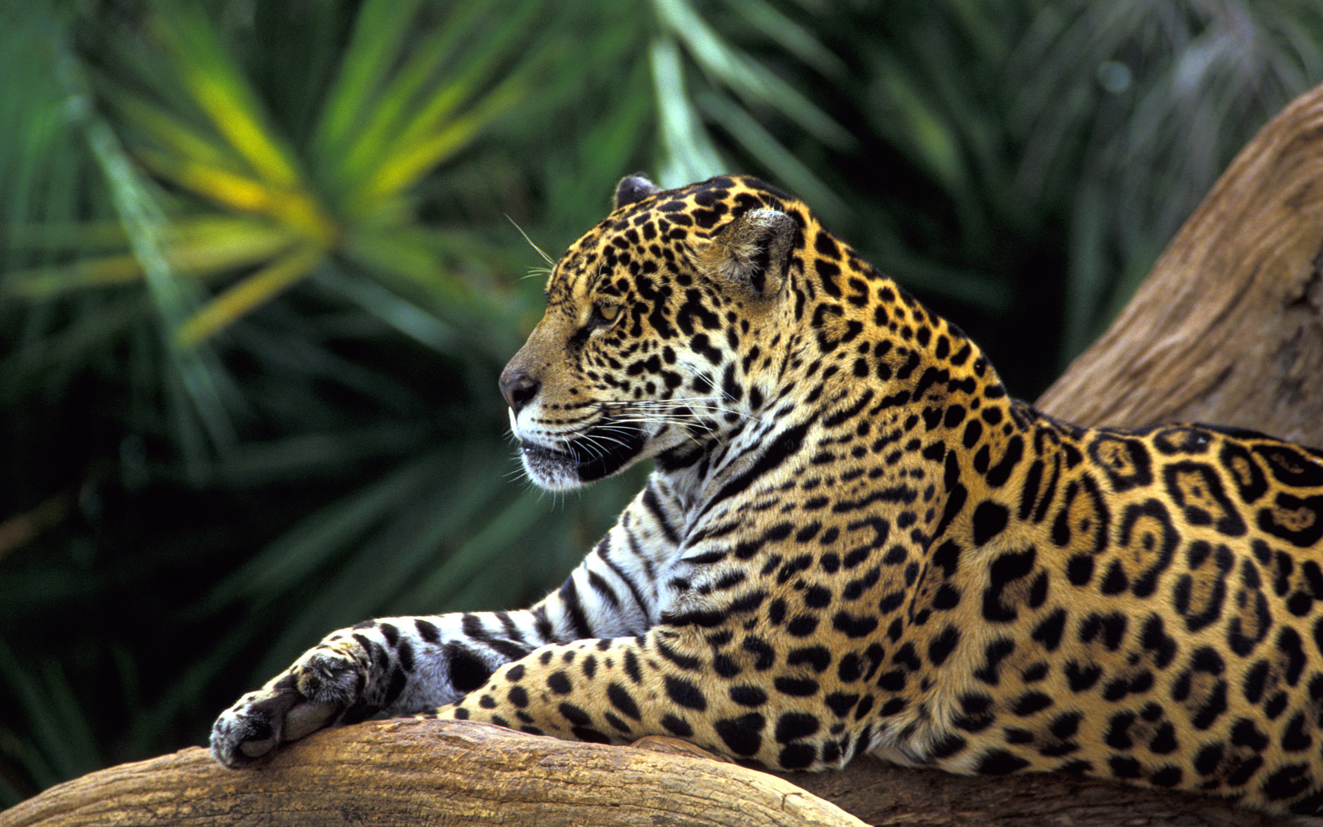 jaguar wallpaper rainforest