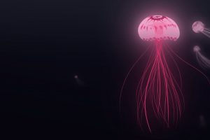 jellyfish wallpaper
