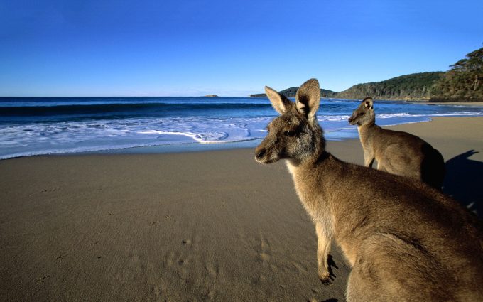 kangaroo beach wallpaper