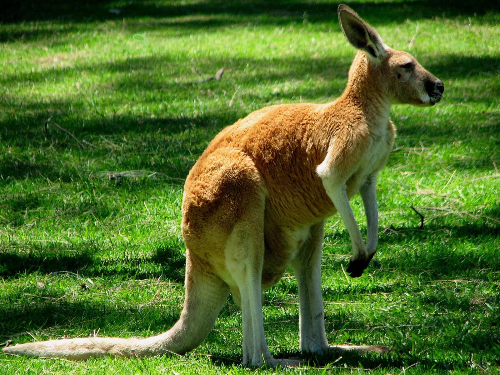 kangaroo beautiful hd