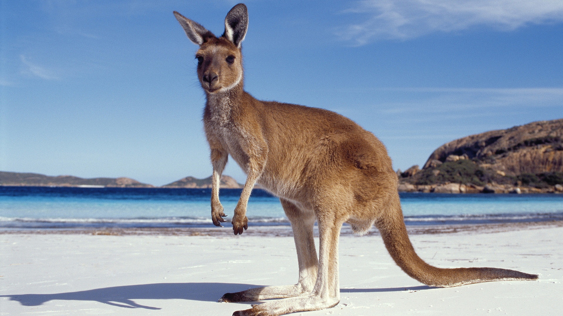 kangaroo images - HD Desktop Wallpapers | 4k HD