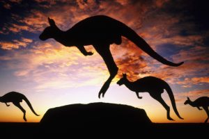 kangaroo wallpaper