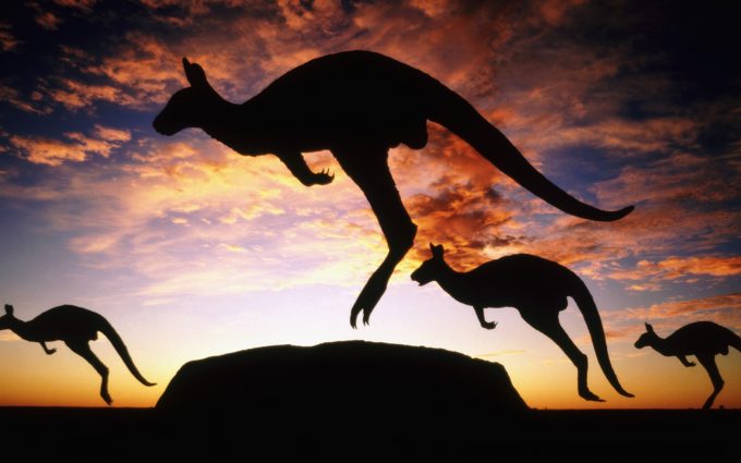 kangaroo wallpaper