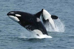 killer whale backgrounds