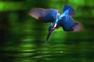 kingfisher bird picture