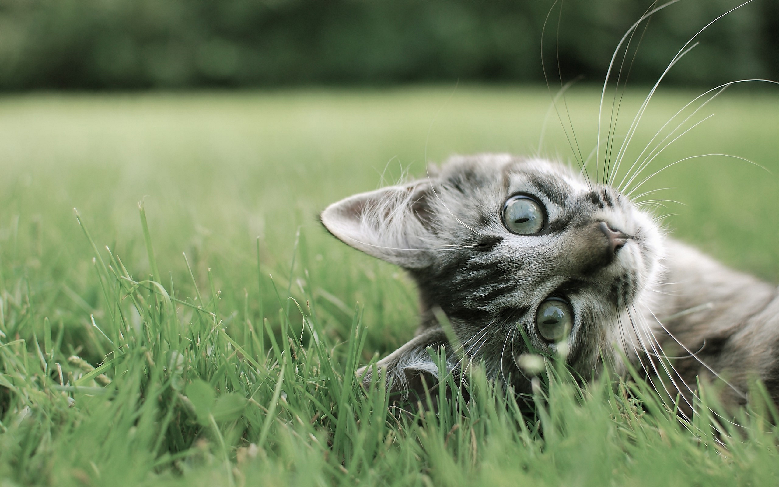 kitten cat cute - HD Desktop Wallpapers | 4k HD