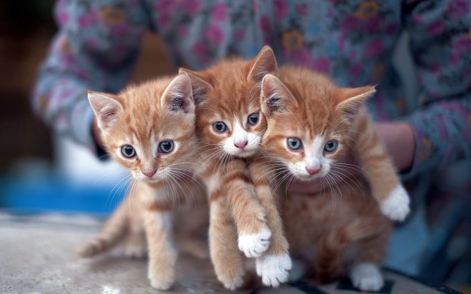 kitten pictures lovely