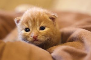 kitty wallpapers hd