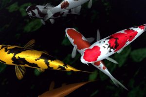 koi fish desktop backgrounds