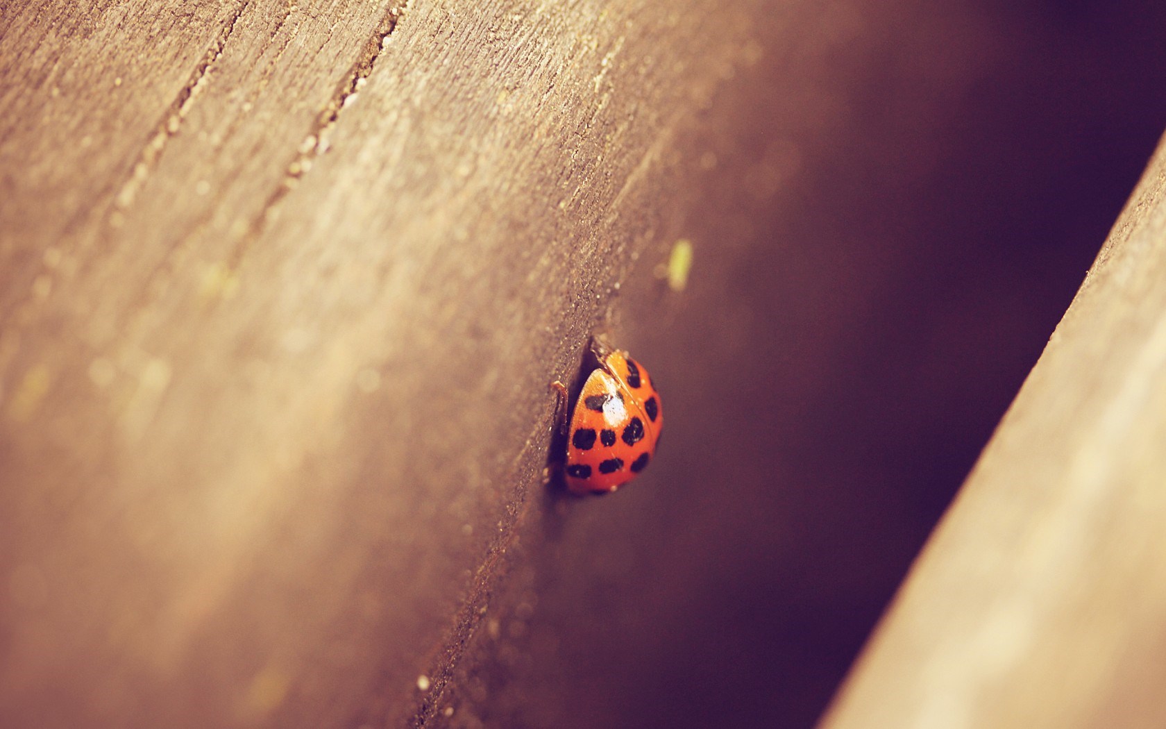 lady bug image