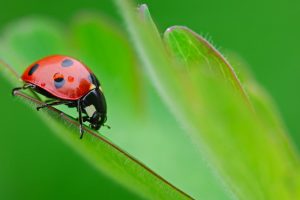 ladybug cute pictures