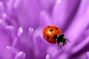ladybugs images