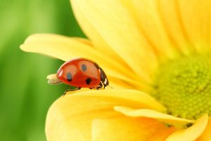 ladybugs images free