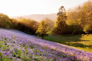 lavender field morning