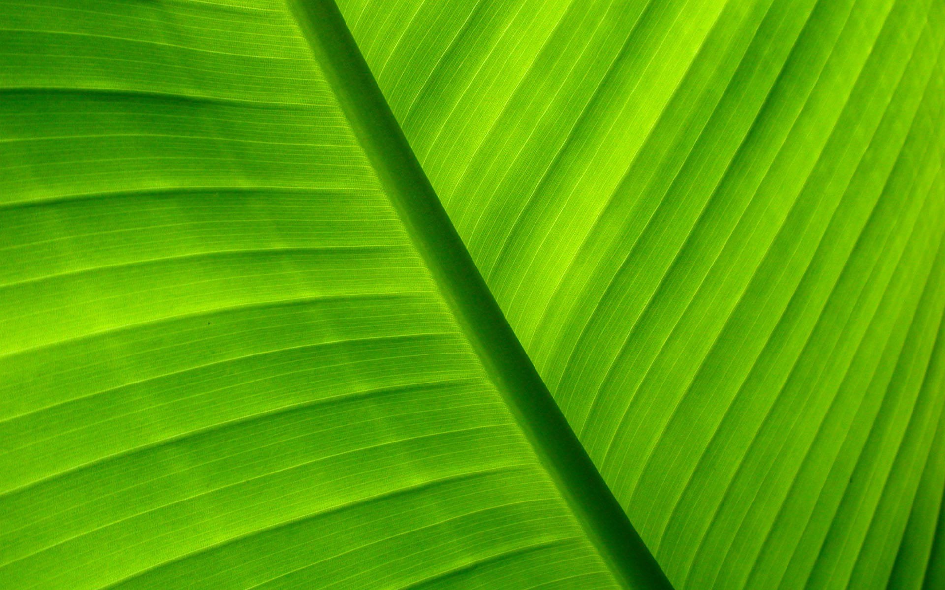 leaf wallpaper 1080p