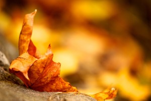 leaves autumn background