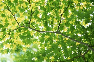 leaves background download