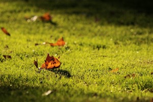 leaves meadow
