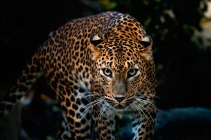 leopard photos
