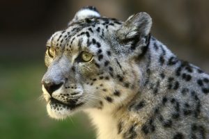 leopard wallpaper 1080p