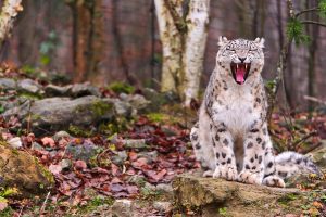 leopard wild