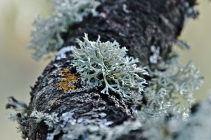 lichen pictures