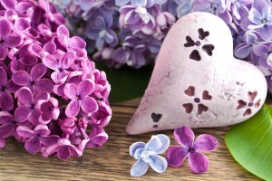 lilac flowers cute