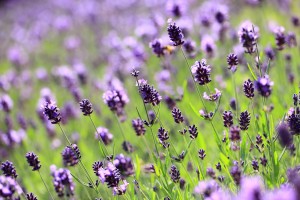 lilac lavender field