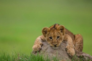 lion cub A1