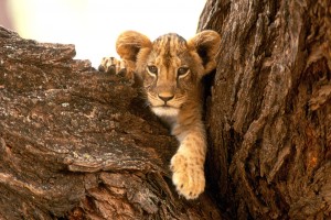 lion cub images