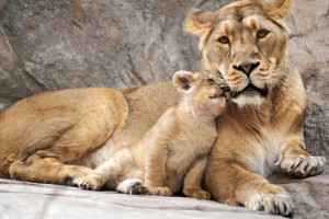 lion cub wallpaper family