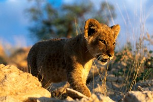 lion cub wallpaper wild