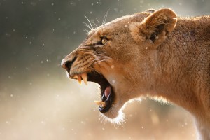 lion wallpaper for desktop