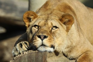lioness wallpaper relaxing