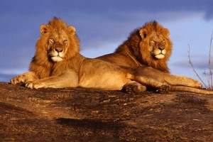 lions pictures free download