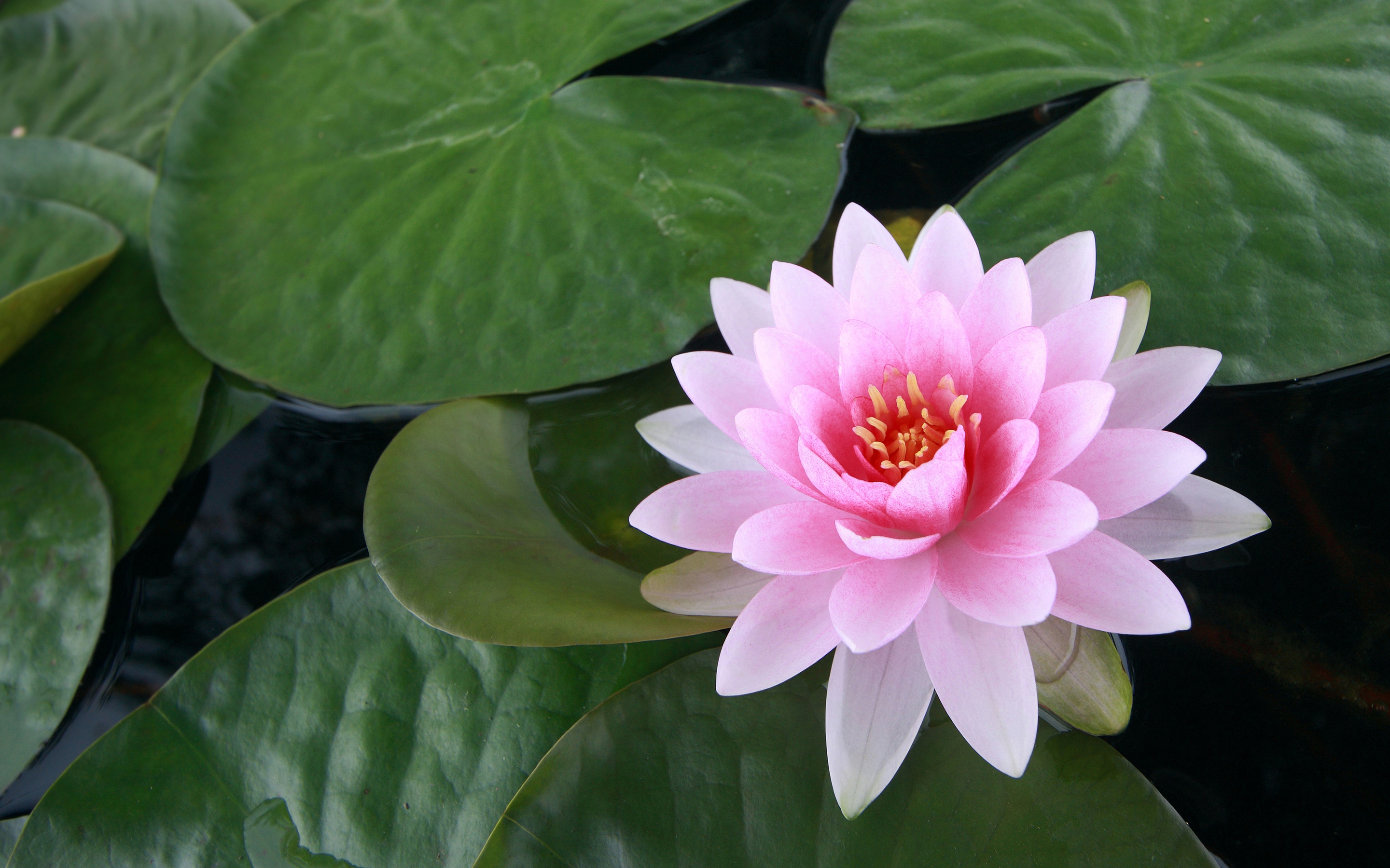 lotus flowers - HD Desktop Wallpapers | 4k HD