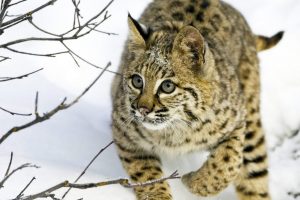 lynx pictures hd