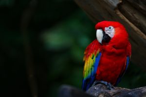macaw parrot wallpaper