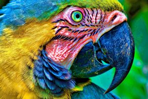 macaw parrot wallpaper hd
