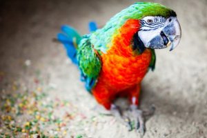 macaw pics
